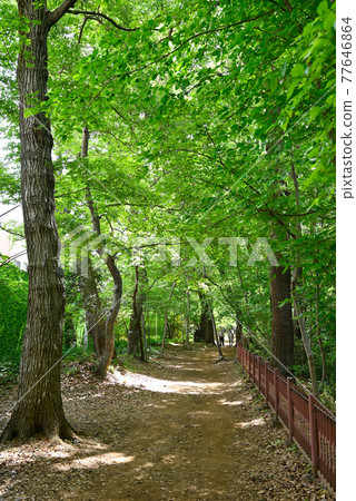 Tamagawa Josui Promenade 77646864