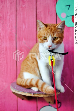 Cat (Earth Dream Kakuyama Farm, Ebetsu City, Hokkaido) 77646958