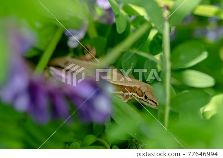 Japanese kana snake 77646994