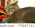 Lion dance pillow 77647131