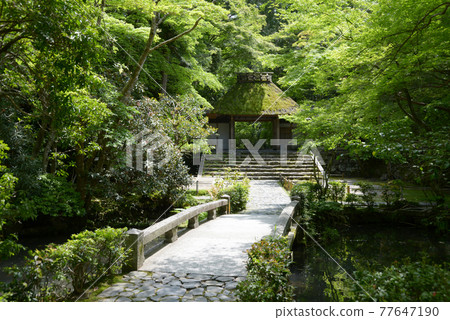 Fresh green Honen-in Temple, Sanmon seen from the precincts, Shishigadani, Kyoto City 77647190