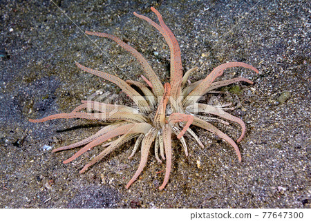 Sunana海葵 77647300