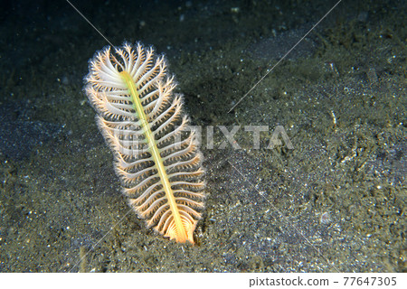 Sea pen growing on the seabed - Stock Photo [77647305] - PIXTA