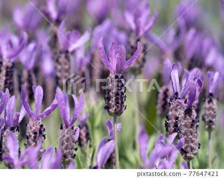 Lavender flower garden Lavender flower garden 77647421