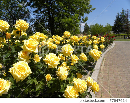 Yellow road 77647614