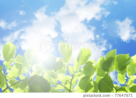 Sunbeams, fresh green, background material, blue sky, white clouds, 77647871