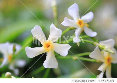 Teika Kazura in full bloom Teika Kazura in full bloom 77647905