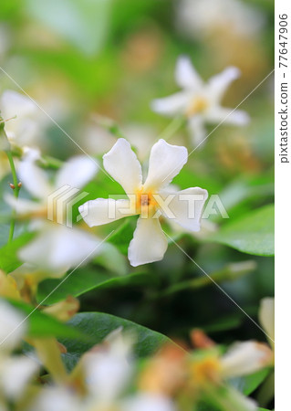 Teika Kazura in full bloom Teika Kazura in full bloom 77647906