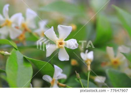 Teika Kazura in full bloom 77647907