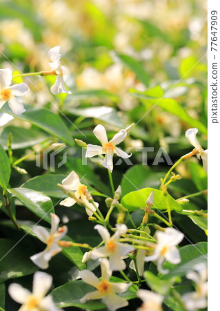 Teika Kazura in full bloom Teika Kazura in full bloom 77647909