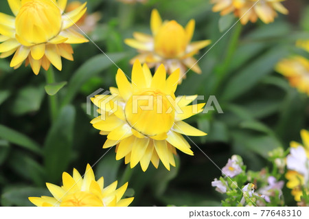 Yellow and orange strawflowers 77648310