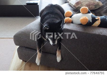 黑柴犬在沙發上放鬆 77648791