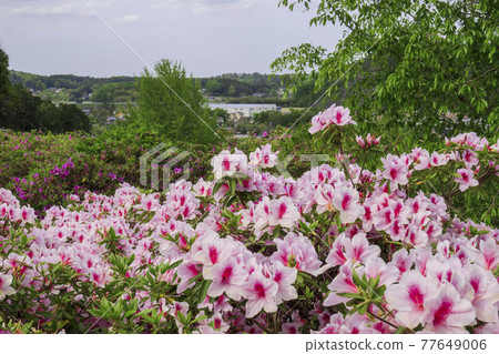 Pink azalea (Hirado azalea) / Godaisontsutsuji Park (Ogose Town, Saitama Prefecture) against the background of the scenery 77649006