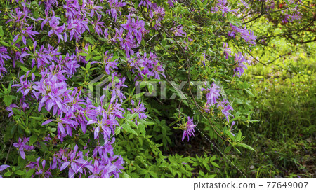 Pink azalea with thin petals "Hanaguruma" (Mochitsutsuji) / Godaisontsutsuji Park (Ogose Town, Saitama Prefecture) 77649007