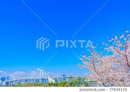 [東京街景] 櫻花和台場街景 77649158
