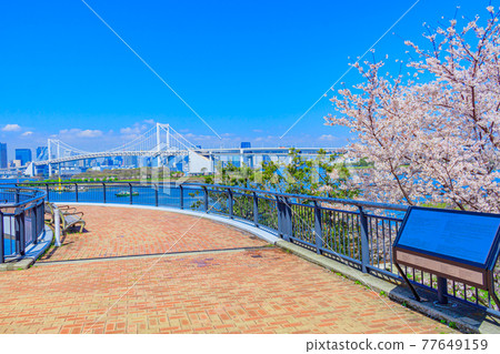 [Tokyo cityscape] Sakura and Odaiba cityscape 77649159