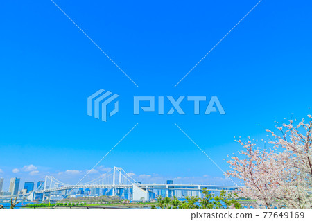 [東京街景] 櫻花和台場街景 77649169