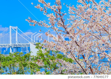 [Tokyo cityscape] Sakura and Odaiba cityscape 77649177