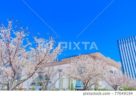 [Tokyo cityscape] Sakura and Odaiba cityscape 77649194