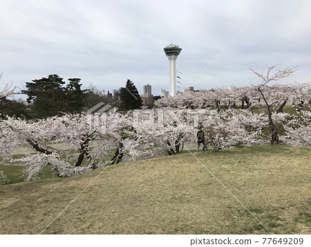 Spring Goryokaku 77649209