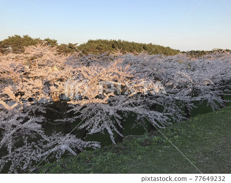 春天五棱郭 春天五棱郭 77649232