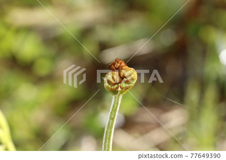 Bracken Bracken 77649390