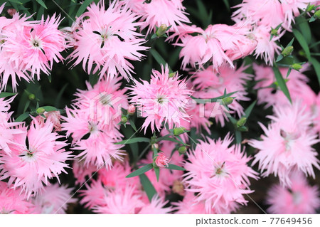 Pink Kawahara Nadeshiko Pink Kawahara Nadeshiko 77649456