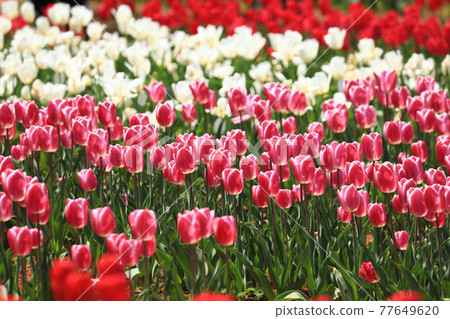 鬱金香630 鬱金香630 77649620