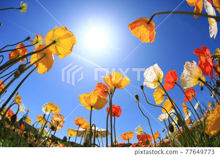 Iceland Poppy 9944 Iceland Poppy 9944 77649773