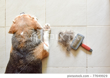 a beagle with Big pile of dog hair and which brush to comb out the dog on floor, Bunch of dog hair after grooming, Shedding tool, Hair combed from the dog with brush, top view 77649929