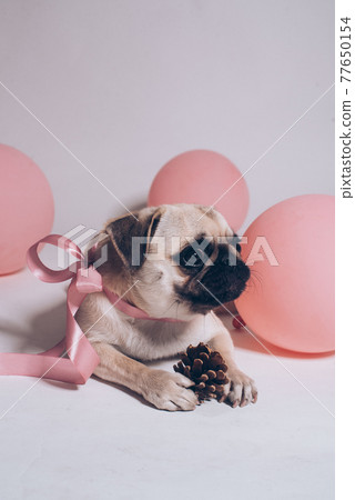 Funny birthday dog playing with paper digit 2 on the pink background Funny birthday dog playing with paper digit 2 on the pink background 77650154