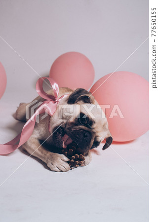 Funny birthday dog playing with paper digit 2 on the pink background Funny birthday dog playing with paper digit 2 on the pink background 77650155