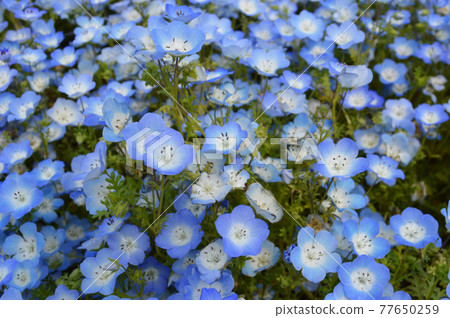Nemophila in the latter half of the best time to see Hitachi Seaside Park / Taken in May 2021 Nemophila in the latter half of the best time to see Hitachi Seaside Park / Taken in May 2021 77650259