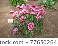 日立海濱公園的哥倫布花 77650264