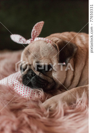 Lovely white fat cute pug dog with banter on the head close up lying on a soft pink dog bed pillow in studio Lovely white fat cute pug dog with banter on the head close up lying on a soft pink dog bed pillow in studio 77650331