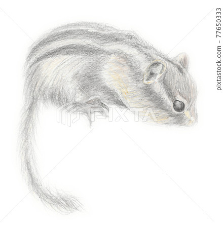 Chipmunk pencil drawing Chipmunk pencil drawing 77650333