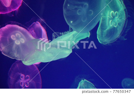 五顏六色的水母 五顏六色的水母 77650347