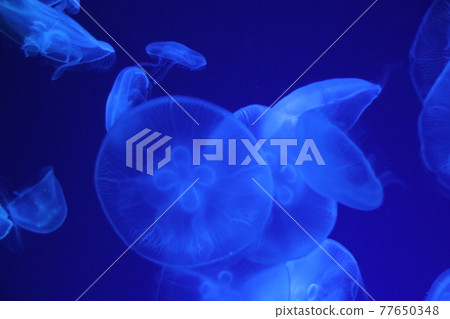 五顏六色的水母 五顏六色的水母 77650348