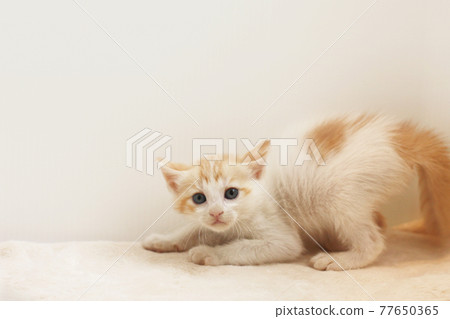 Amazing kitten 77650365