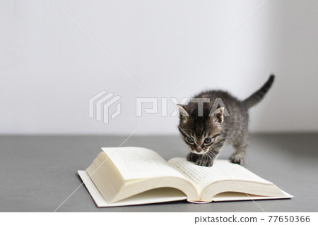 Kijitora kitten reading Kijitora kitten reading 77650366