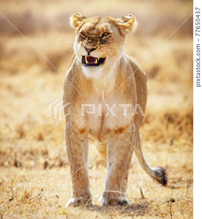 Creative pictures of Tanzania 77650437