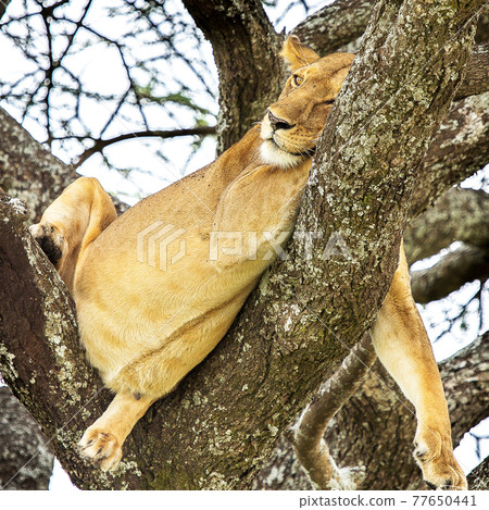 Magical places in Tanzania 77650441