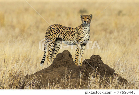 Tanzania pictures  77650443