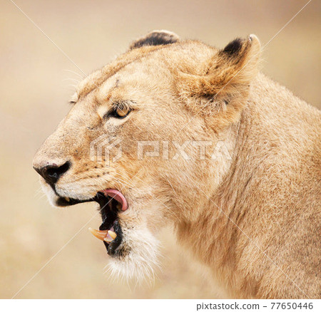 Beautiful pictures of Tanzania 77650446