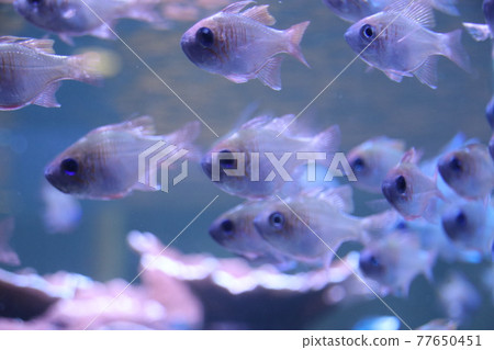 熱帶魚 熱帶魚 77650451