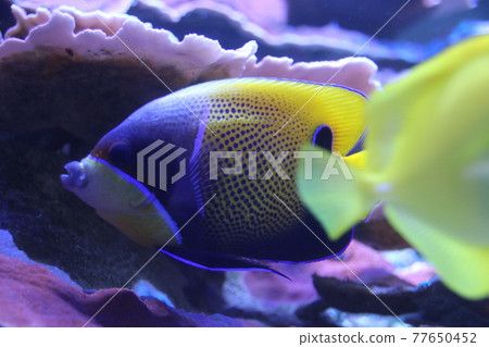 熱帶魚 熱帶魚 77650452