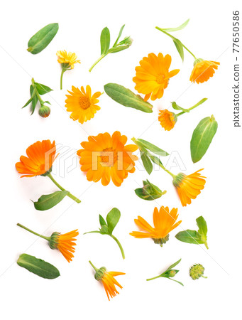 Calendula. Marigold flower isolated on white background with copy space for your text. Calendula. Marigold flower isolated on white background with copy space for your text. 77650586