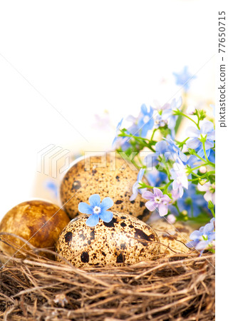 quail eggs and spring flowers quail eggs and spring flowers 77650715