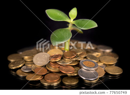 Young sprout from a pile of coins. Concept for investments Young sprout from a pile of coins. Concept for investments 77650749