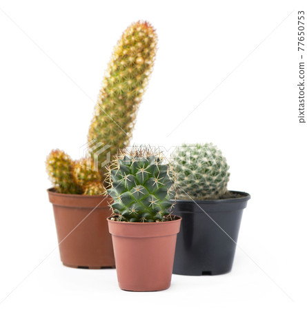 Different succulents and cactus in pots on white Different succulents and cactus in pots on white 77650753